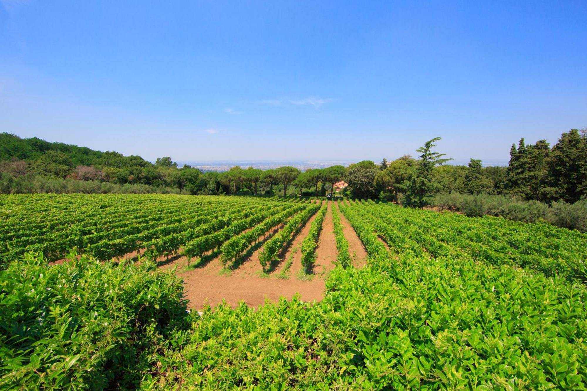 Frascati Country House Grottaferrata Exteriör bild